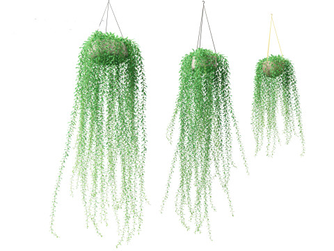 Tarlmounia elliptica - Curtain Creeper 3D Model