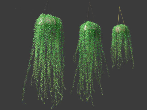 Tarlmounia elliptica - Curtain Creeper 3D Model