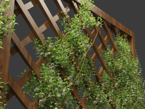 Trachelospermum Jasminoides - Star jasmine 3D Model