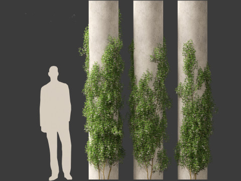 Trachelospermum Jasminoides - Star jasmine 3D Model