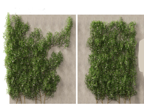 Trachelospermum Jasminoides - Star jasmine 3D Model