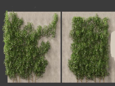 Trachelospermum Jasminoides - Star jasmine 3D Model