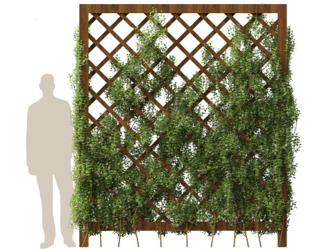 Trachelospermum Jasminoides - Star jasmine 3D Model