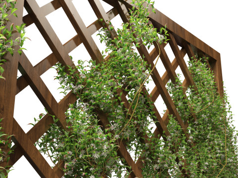 Trachelospermum Jasminoides - Star jasmine 3D Model