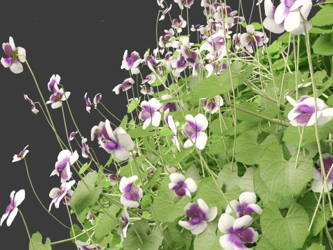 Viola banksii - Native violet 3D-Modell