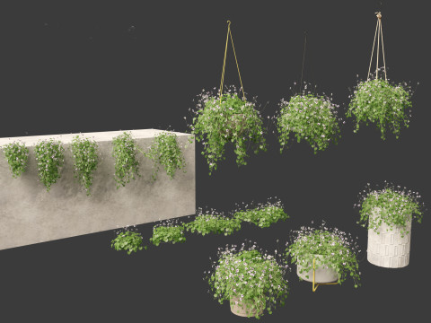 Viola banksii - Native violet 3D-Modell
