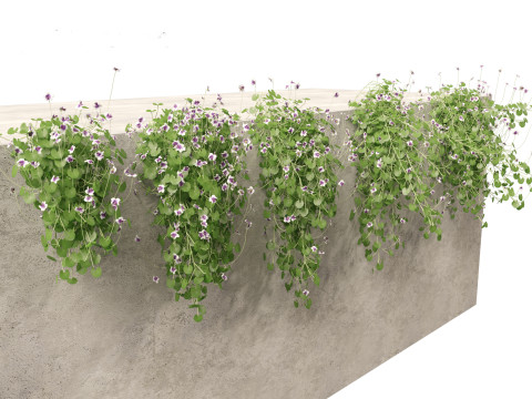 Viola banksii - Native violet 3D-Modell