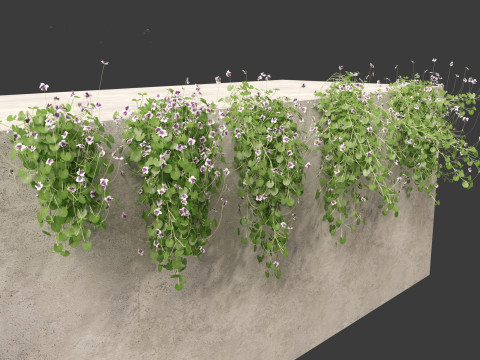 Viola banksii - Native violet 3D-Modell