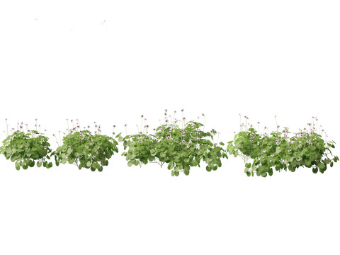 Viola banksii - Native violet 3D-Modell