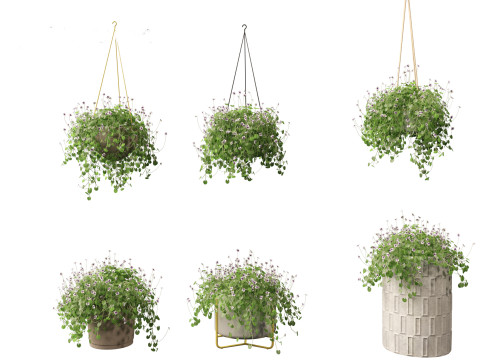 Viola banksii - Native violet 3D-Modell