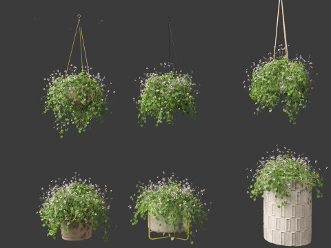 Viola banksii - Native violet 3D-Modell