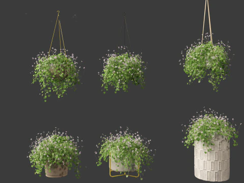 Viola banksii - Native violet 3D Model