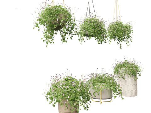 Viola banksii - Native violet 3D Model