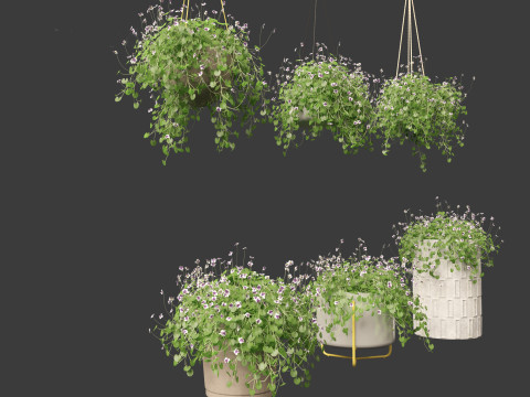 Viola banksii - Native violet 3D-Modell