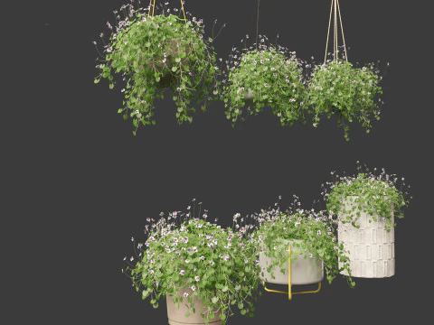 Viola banksii - Native violet 3D Model