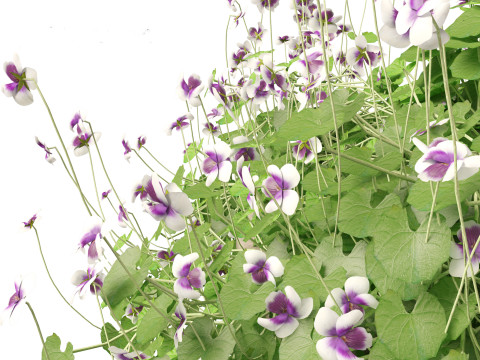 Viola banksii - Native violet 3D-Modell