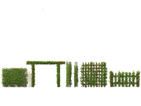 Pianta rampicante della Virginia – Parthenocissus quinquefolia Modello 3D