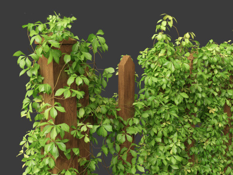Virginia Creeper - Parthenocissus quinquefolia 3D मॉडल