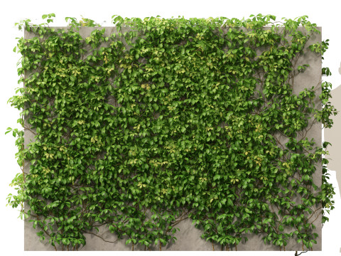 Virginia Creeper - Parthenocissus quinquefolia 3D मॉडल
