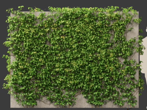 Virginia Creeper - Parthenocissus quinquefolia 3D मॉडल