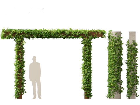 Virginia Creeper - Parthenocissus quinquefolia 3D मॉडल