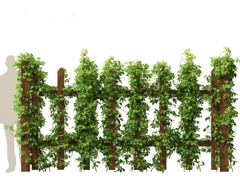 Virginia Creeper - Parthenocissus quinquefolia 3D मॉडल