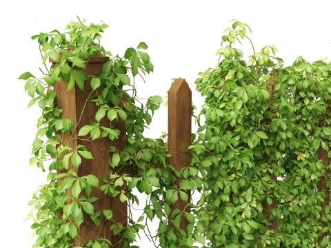 Virginia Creeper - Parthenocissus quinquefolia 3D मॉडल
