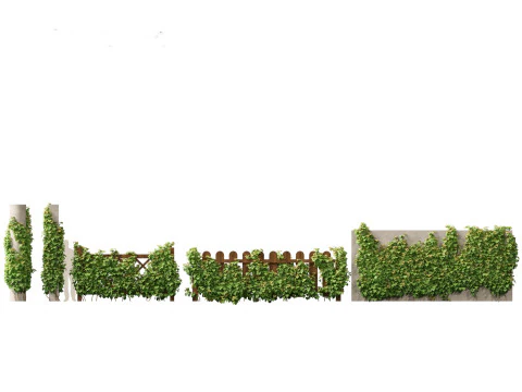 Vitis Coignetiae - Videira da Gl&oacute;ria Carmesim Modelo 3D