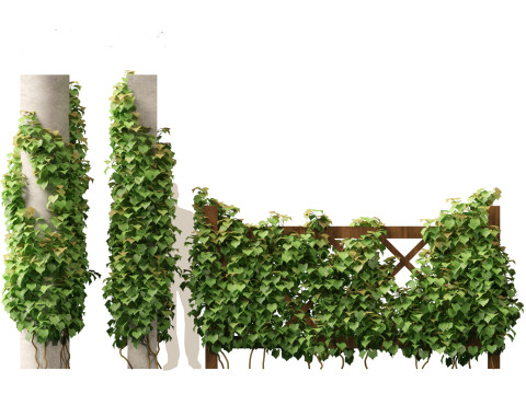 Vitis Coignetiae - Crimson Glory Vine 3D Модель