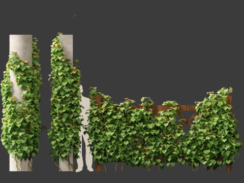 Vitis Coignetiae - Crimson Glory Vine 3D Модель