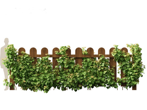 Vitis Coignetiae - Crimson Glory Vine 3D Модель