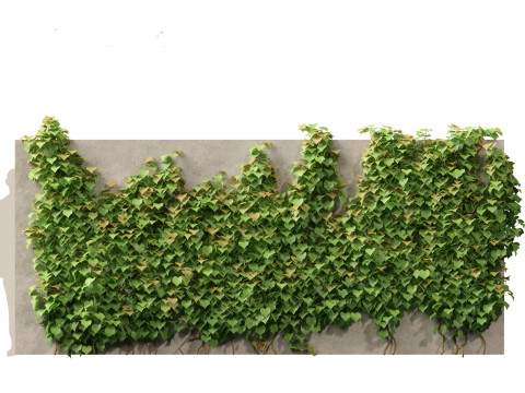 Vitis Coignetiae - Crimson Glory Vine 3D Модель
