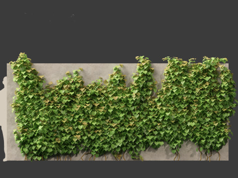 Vitis Coignetiae - Crimson Glory Vine 3D Модель