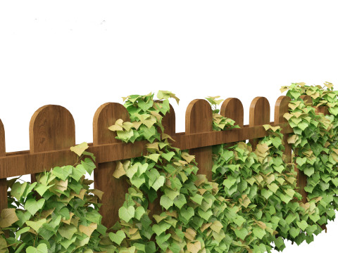 Vitis Coignetiae - Crimson Glory Vine 3D Модель