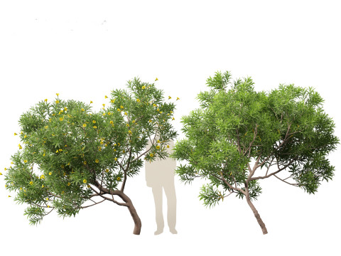 Cascabela Thevetia - Yellow Oleander Modelo 3D