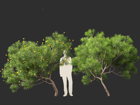 Cascabela Thevetia - Yellow Oleander Modelo 3D