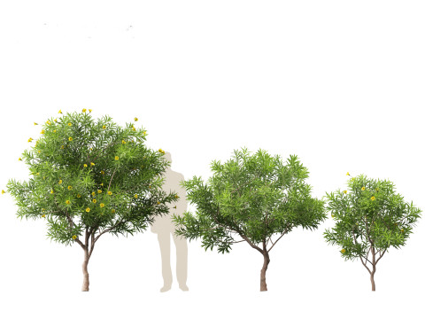 Cascabela Thevetia - Yellow Oleander Modelo 3D