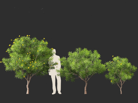 Cascabela Thevetia - Yellow Oleander Modelo 3D