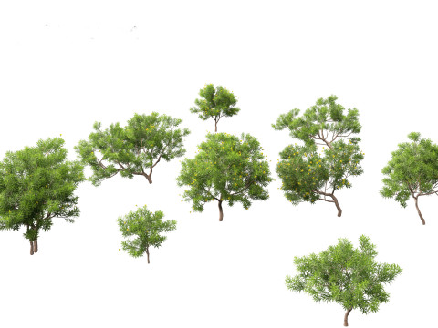 Cascabela Thevetia - Yellow Oleander 3D-Modell