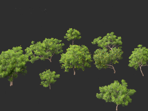 Cascabela Thevetia - Yellow Oleander Modelo 3D