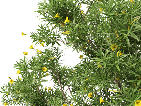 Cascabela Thevetia - Yellow Oleander Modelo 3D