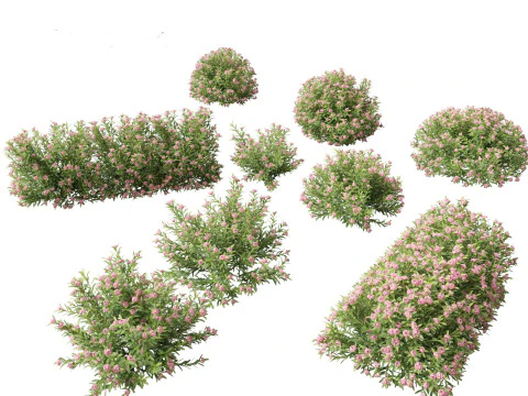 Fragranza eterna di Daphne Spring Pink Modello 3D