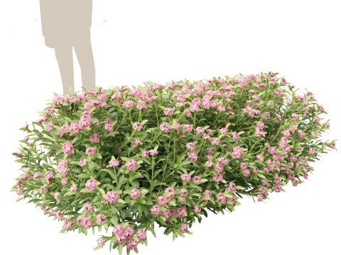 Daphne Spring Pink Eternal Fragrance 3Dモデル