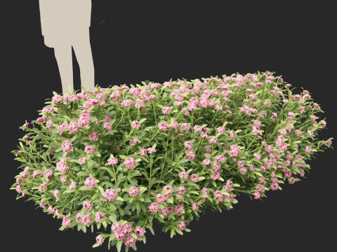 Daphne Spring Pink Eternal Fragrance 3Dモデル