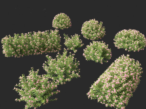 Daphne Spring Pink Eternal Fragrance 3Dモデル