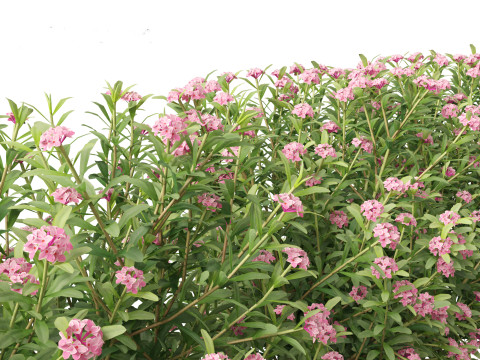 Daphne Spring Pink Eternal Fragrance 3Dモデル