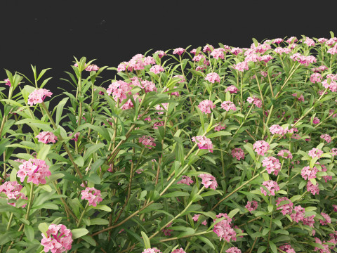 Daphne Spring Pink Eternal Fragrance 3Dモデル