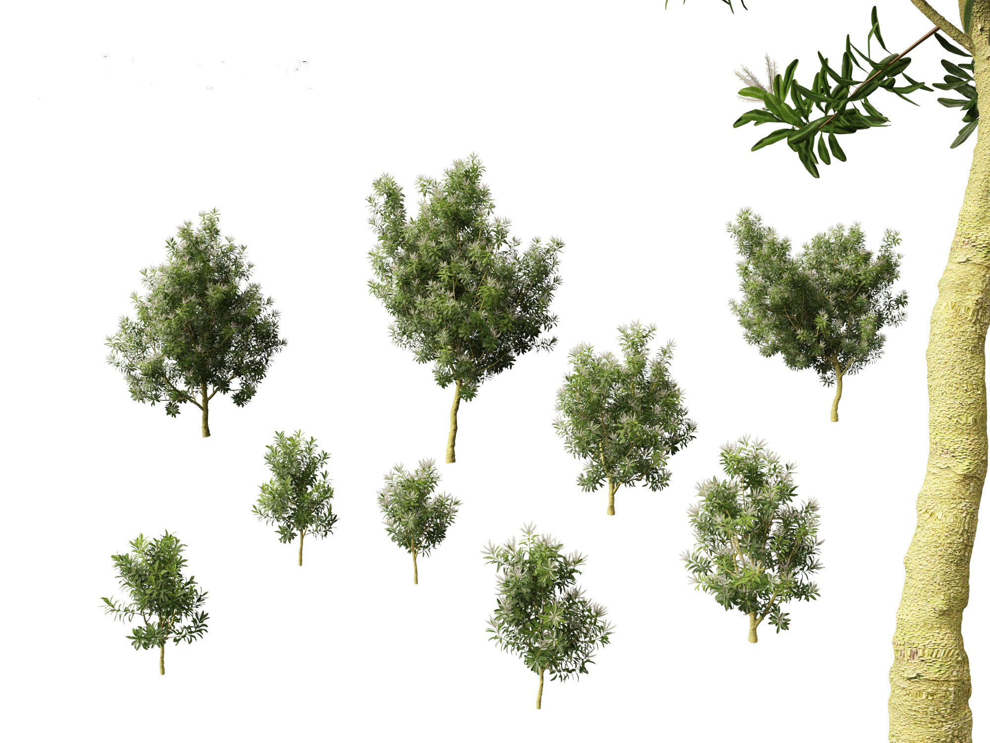 Darlingia Darlingiana - Silky Oak 3D Model .c4d .max .obj .3ds .fbx .stl .blend 