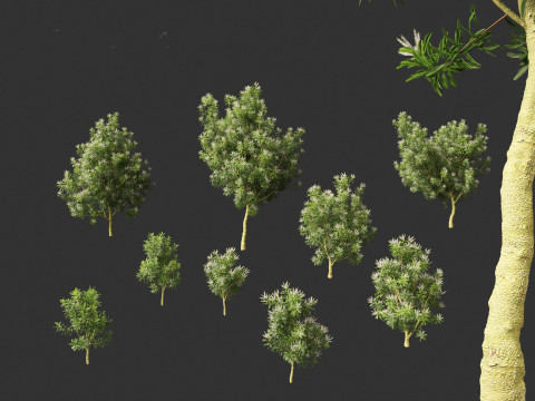 Darlingia Darlingiana - Silky Oak 3D Модель