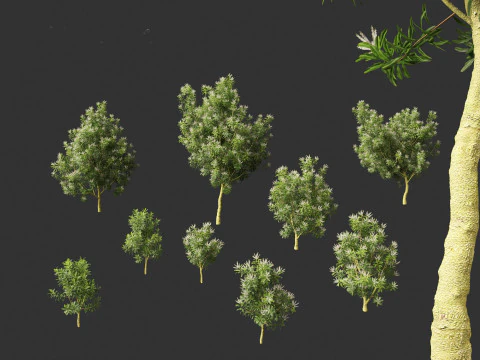 Darlingia Darlingiana - Silky Oak 3D Model